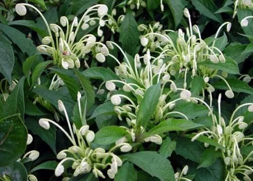 Clerodendrum Incisum Starter Plant - Rare Musical Notes Foliage - Well-Rooted Small Indoor/Outdoor Plant