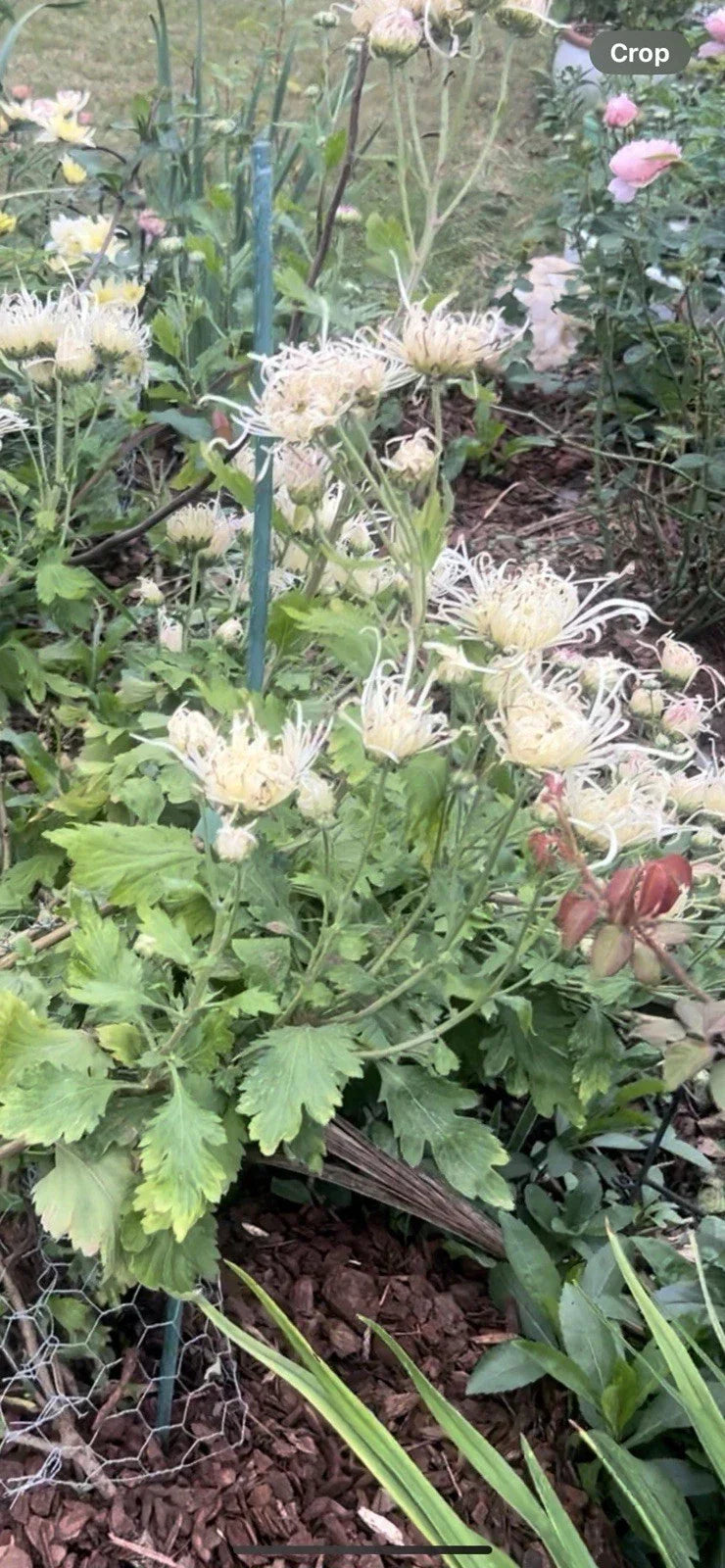 Rare White/Pink Chrysanthemum Live Plant 10-13" - Chrysanthemum morifolium for Garden & Indoor