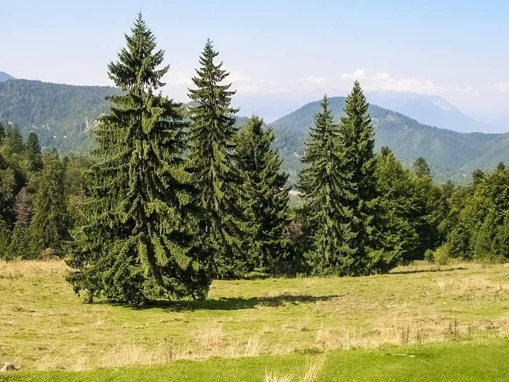 Norway Spruce Tree Seeds - 50 Pack Picea Abies Evergreen Conifer for Landscaping and Gardening