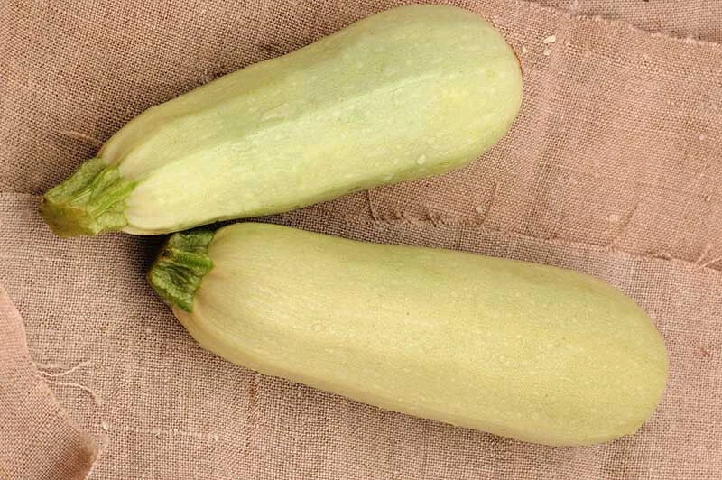 Cousa Squash Seeds - 25+ Pack Heirloom Cucurbita pepo - USA Grown