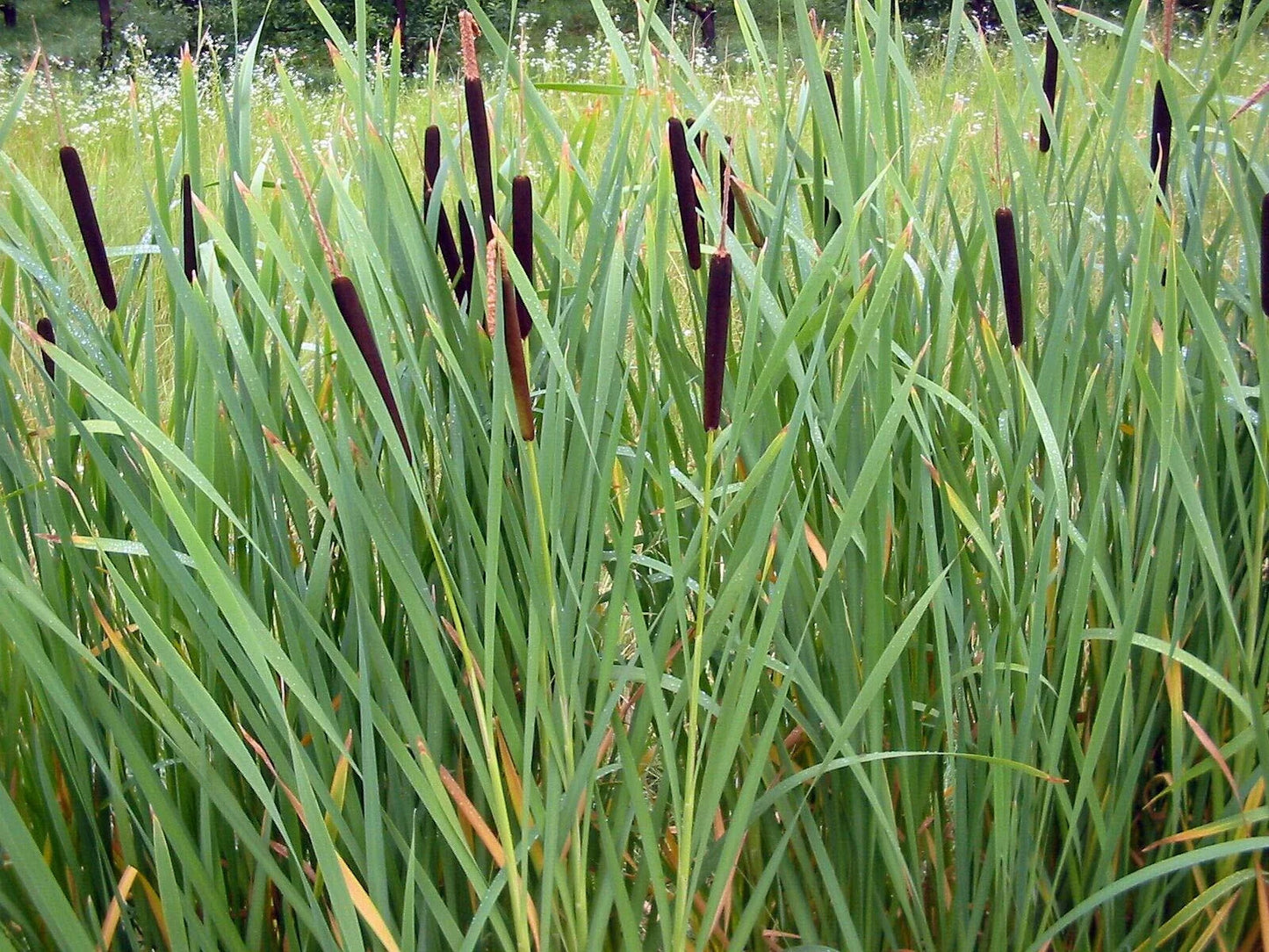 Cattail Seeds - 2000 Count - Fresh Harvest Typha latifolia for Water Gardens & Wetlands