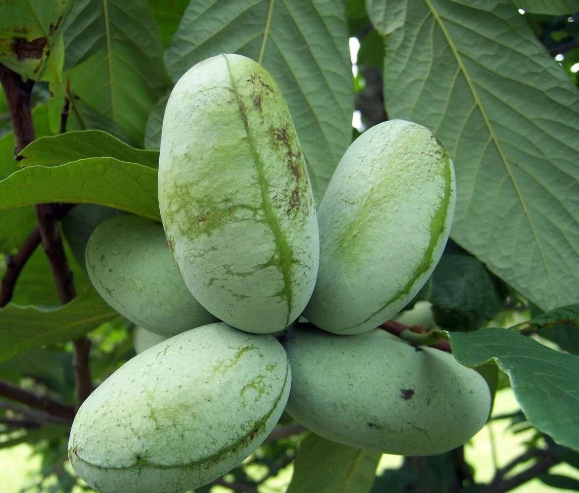 Live Paw Paw Tree - Semi Bare Rooted Asimina Triloba Fruit Tree for Gardens & Orchards