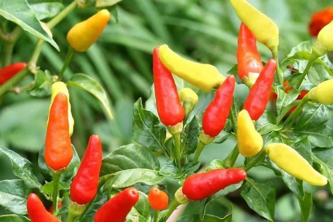 Tabasco Hot Pepper Seeds - 30 Count - Capsicum frutescens - Fresh Garden USA