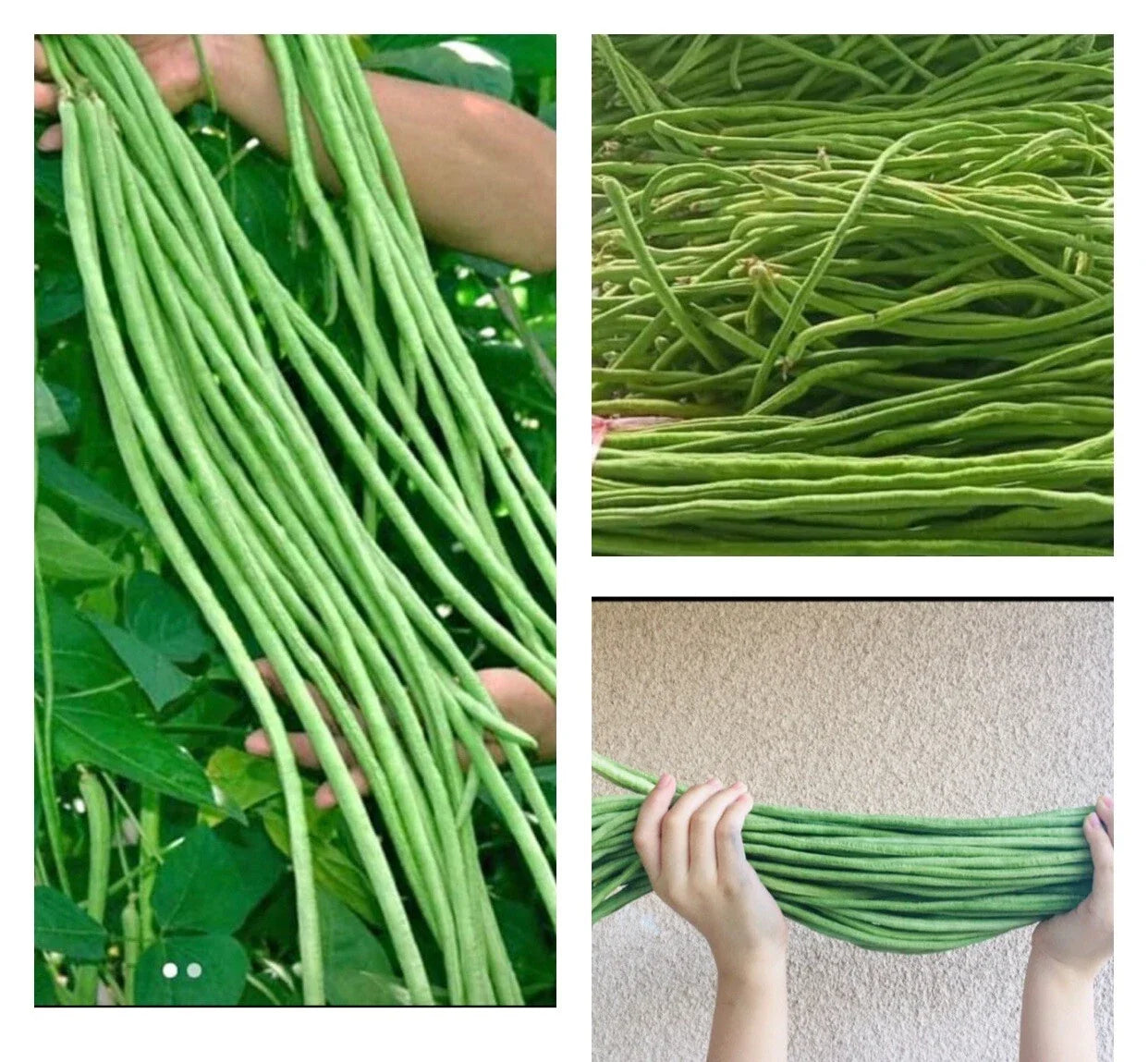 Dark Green Yard Long Bean Seeds, Vigna unguiculata subsp. sesquipedalis, Climbing Vine, 15+ Seeds for Home Gardening