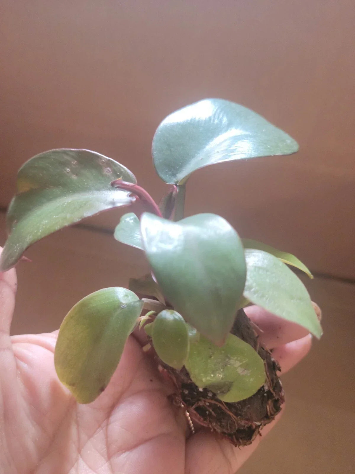 Live Potted Philodendron Black Cardinal 2" Well Rooted Indoor Plant