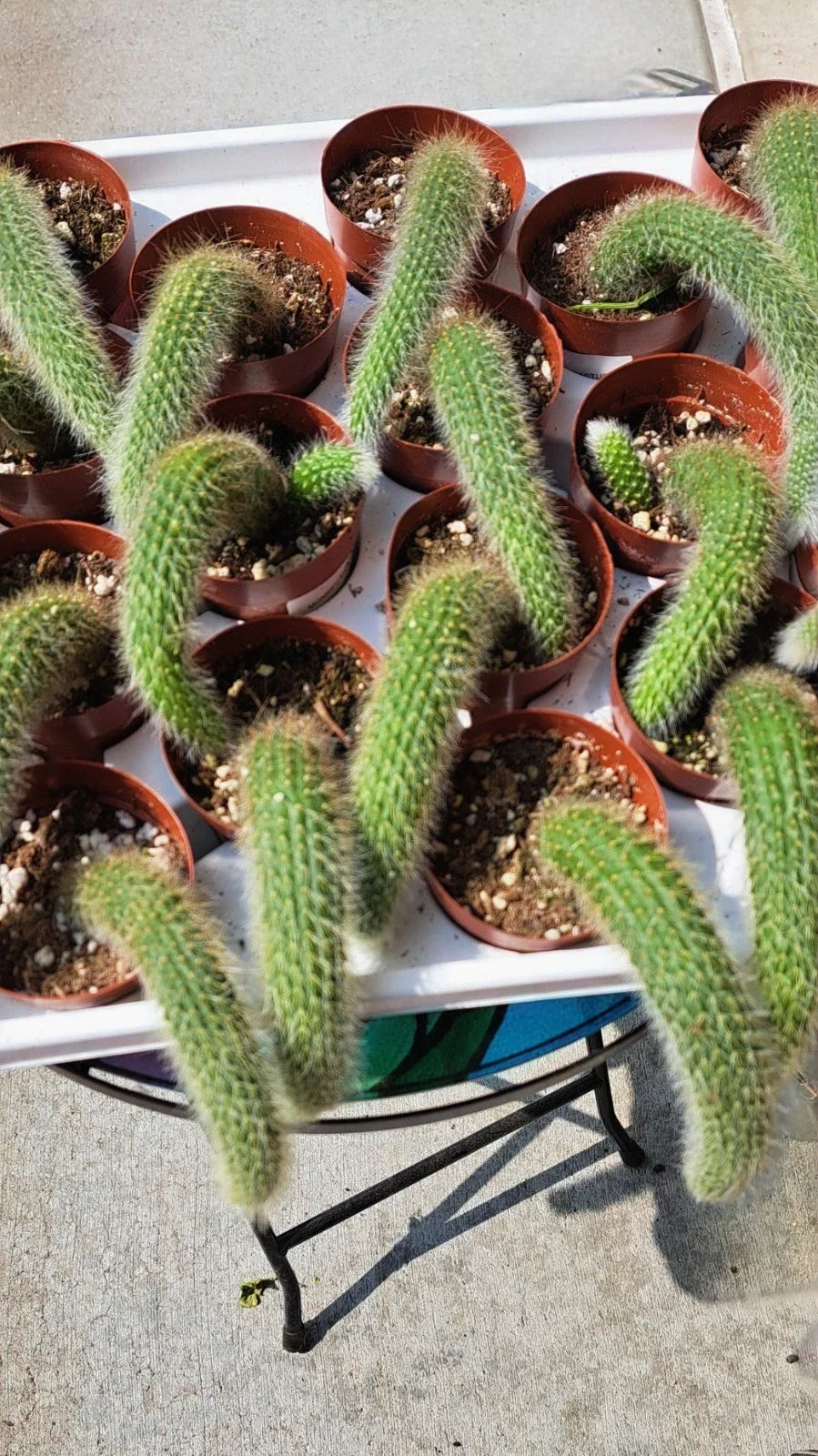 Potted Monkey Tail Cactus Plants, 2.5" Pots, Cleistocactus colademononis, Trailing Succulent, Indoor Outdoor