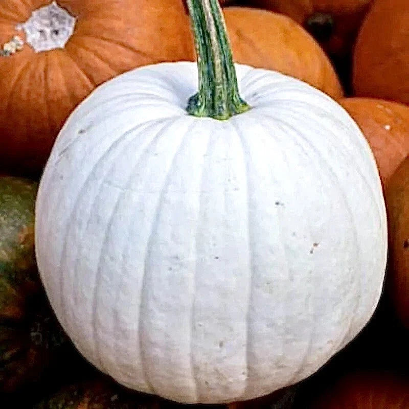 Casper White Pumpkin Seeds - 20 Non-GMO Rare Seeds for Fall Decor & Gardening - Cucurbita pepo