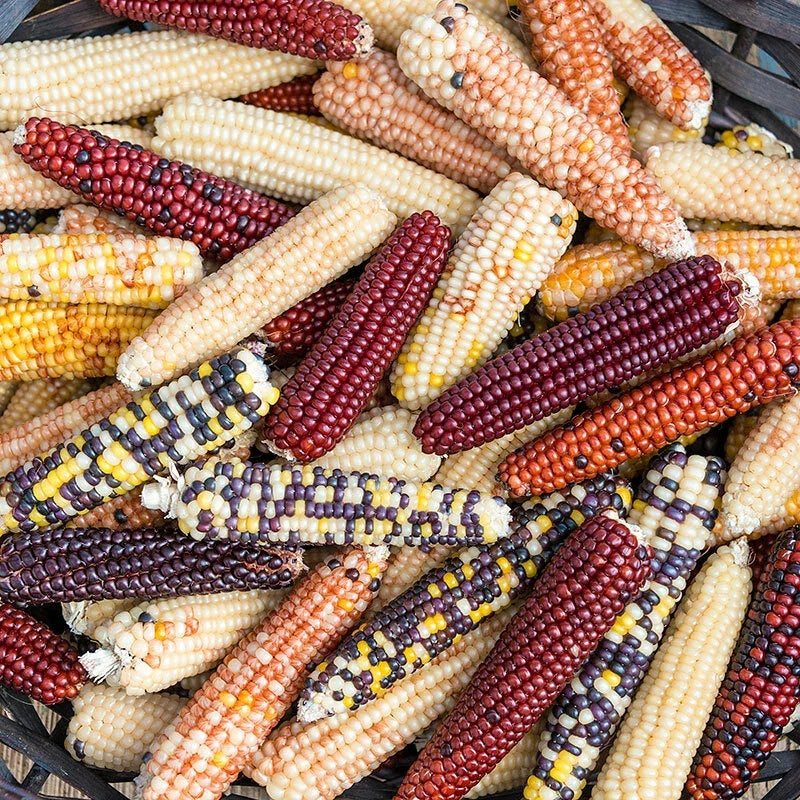 Firecracker Popcorn Seeds – Non-GMO Zea Mays Everta for Home Garden, Fluffy & Flavorful, Easy to Grow, Free Shipping