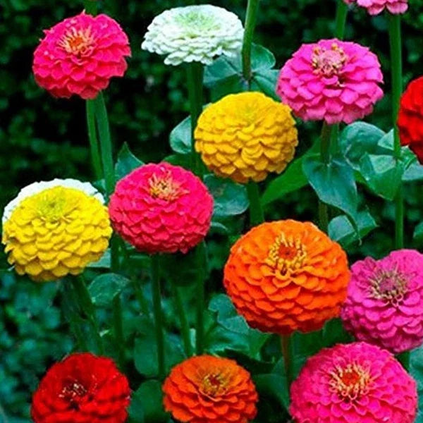 Zinnia Seeds California Giant Mix - 150+ Colorful Blooms, USA Grown