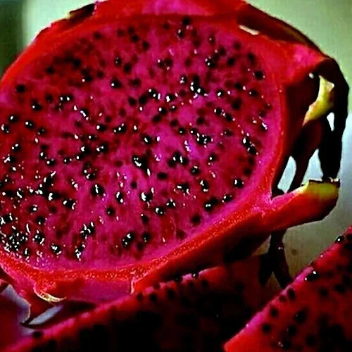 Red Dragon Fruit Vine Seeds - 25 Pack | Hylocereus costaricensis Pitaya