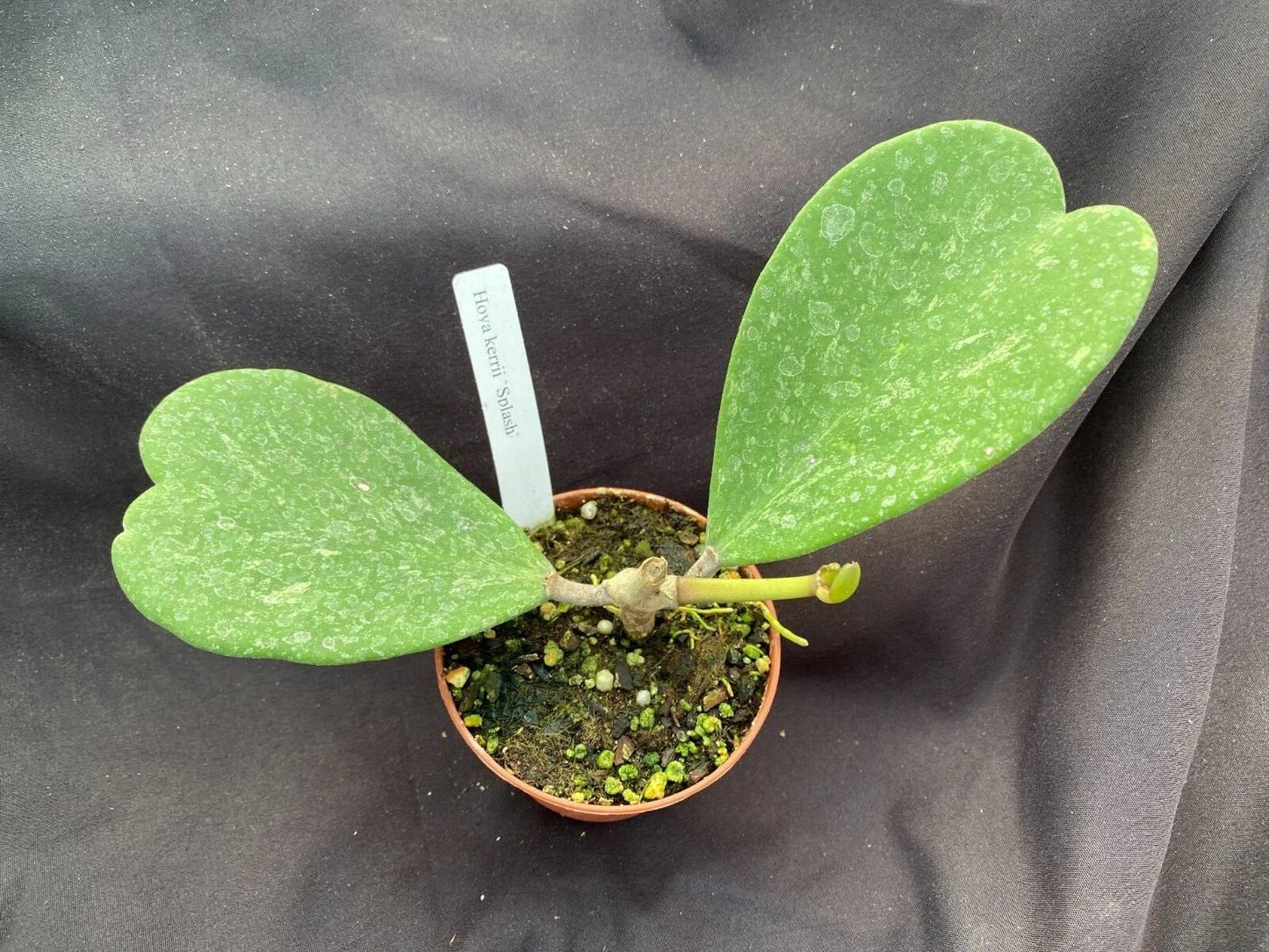 Hoya Kerrii Splash Rooted Plant in 3" Pot, Heart-Shaped Variegated Sweetheart Hoya, Indoor Plant