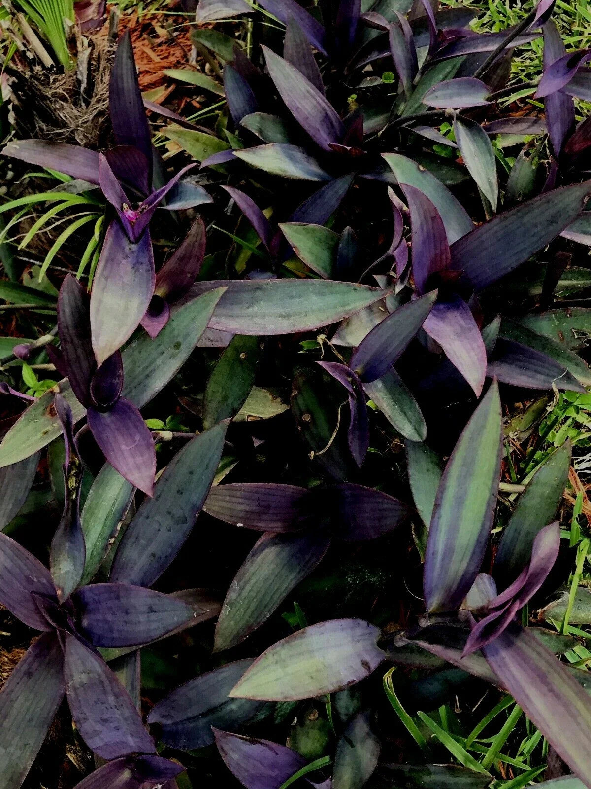 Purple Wandering Jew Cuttings - Tradescantia Zebrina Houseplant, 6+ Inches, 6 Pack, Indoor Trailing Plant