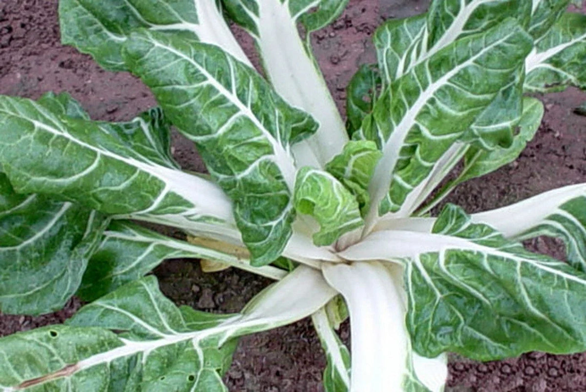 Swiss Chard Seeds 100 Ct Large White Ribbed Heirloom Non-GMO Beta vulgaris subsp. cicla for Vegetable Gardens