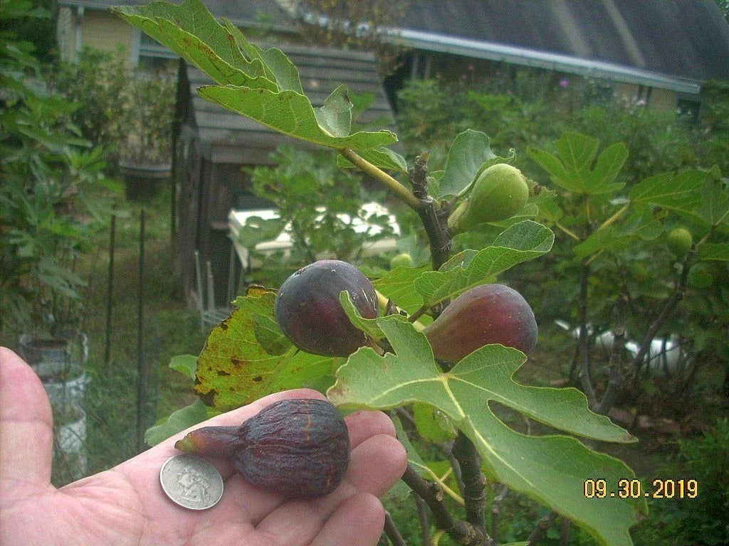 Fig Tree Cuttings - Col de Dame Noire Variety - Rain-Resistant Ficus carica - 6 Propagation Cuttings