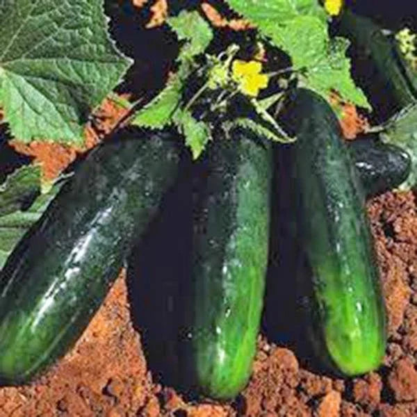 Heirloom Cucumber Seeds 500 Non-GMO Straight Eight Cucumis sativus Organic Gardening Supply