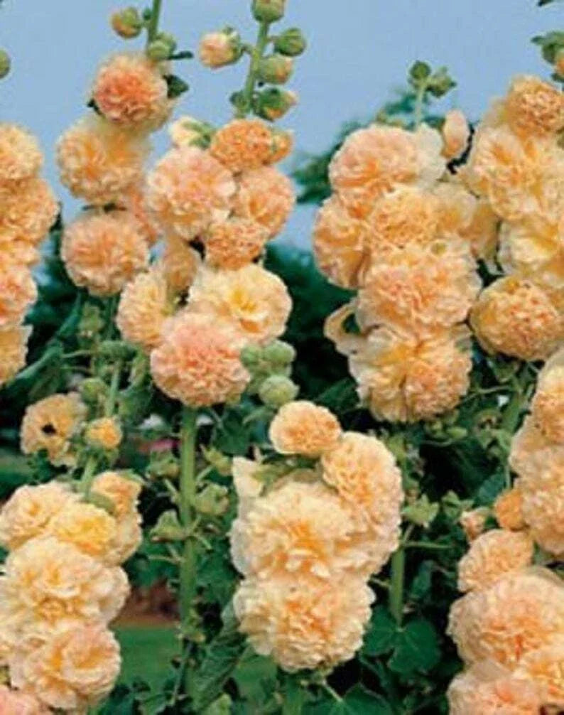 Apricot Hollyhock Seeds - Perennial Flower, Alcea rosea, 25 Seeds for Borders & Cottage Gardens, Easy to Grow, Vibrant Blooms