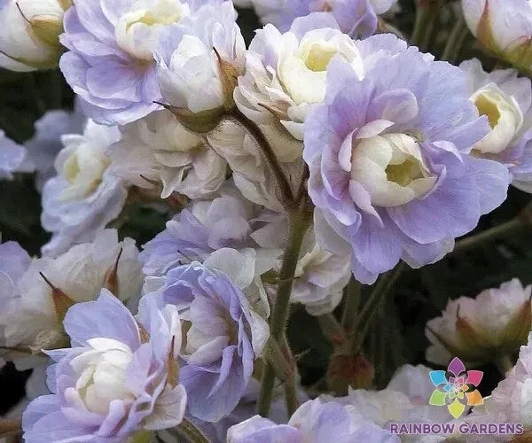 Summer Skies Geranium Seeds – Pelargonium zonale – Bright Colorful Blooms for Garden, Pots & Borders, Non-GMO, 25+ Seeds