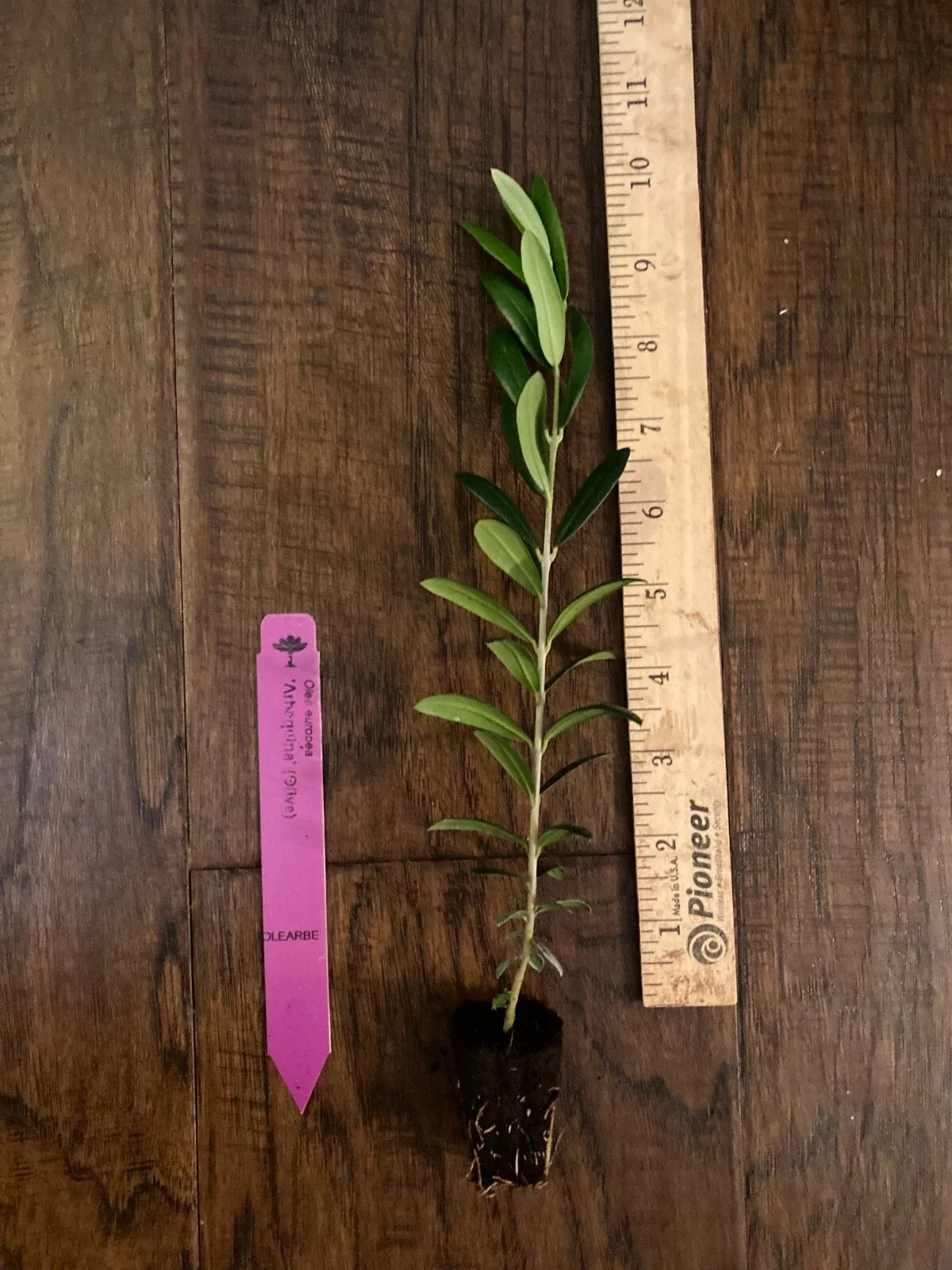 Arbequina Olive Tree Plug - Edible Olive Plant, 4-8 Inches, Olea europaea, Compact, Drought-Tolerant, Live TC Plant for Garden or Container