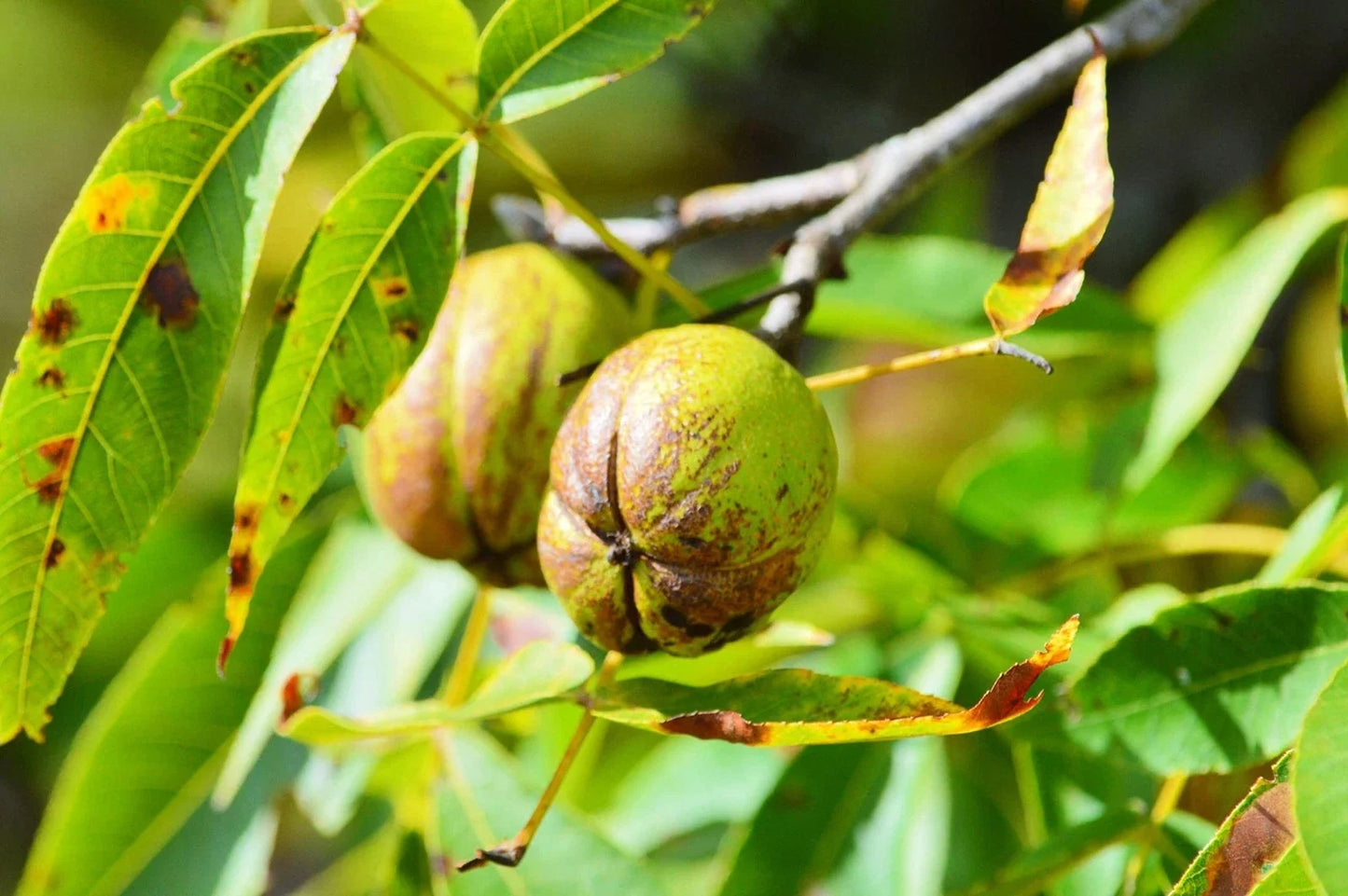 Shellbark Hickory Tree Seed – Carya Laciniosa Native Nut Tree for Planting, Wildlife & Landscape