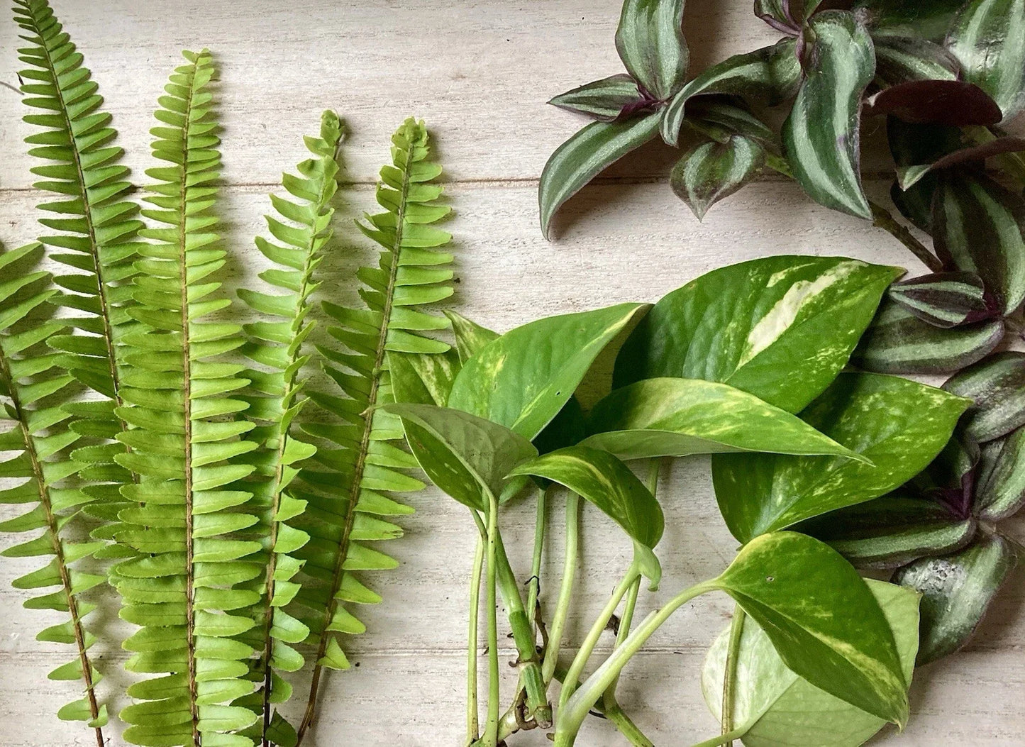 House Plant Variety Pack - 15 Rooted Cuttings - Assorted Indoor Plants for Home Decor - Various Species
