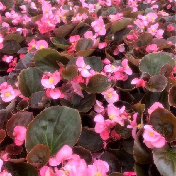 Begonia Seeds Set of 100 - Cocktail Gin Variety - Compact Bushy Growth - Begonia x tuberhybrida - Gardening Supplies