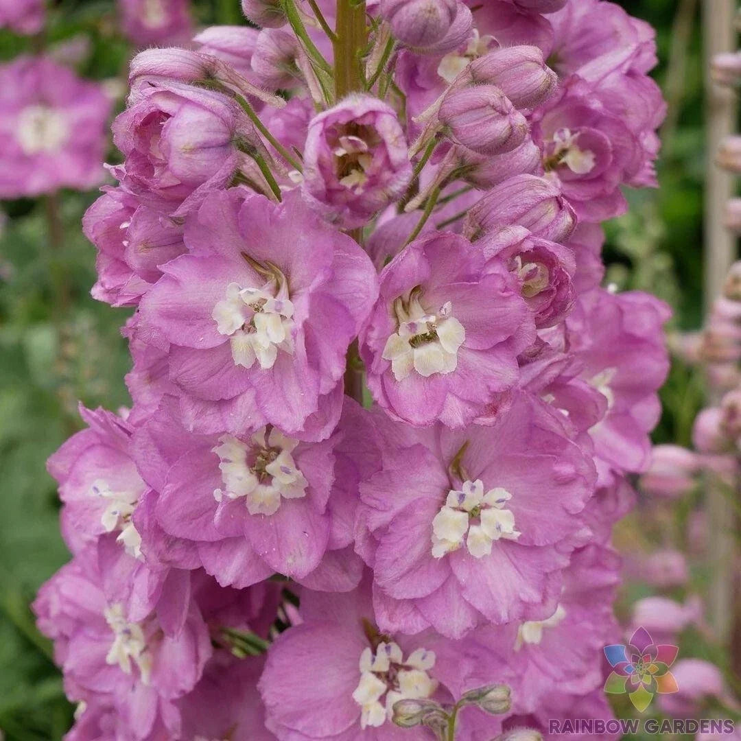 Guinevere Delphinium Seeds - 200+ Pack, Blue Flowering Garden Plant, Delphinium elatum, Summer Bloom, Organic, Non-GMO