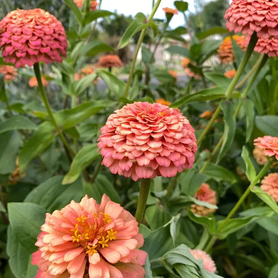 Oklahoma Salmon Zinnia Seeds - 100+ Pack, Zinnia elegans, Vibrant Salmon Pink Flowers, Garden, Border, Container Planting