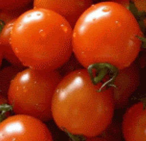 Fresh Heirloom Small Red Cherry Tomato Seeds - 25 Pack - Solanum lycopersicum