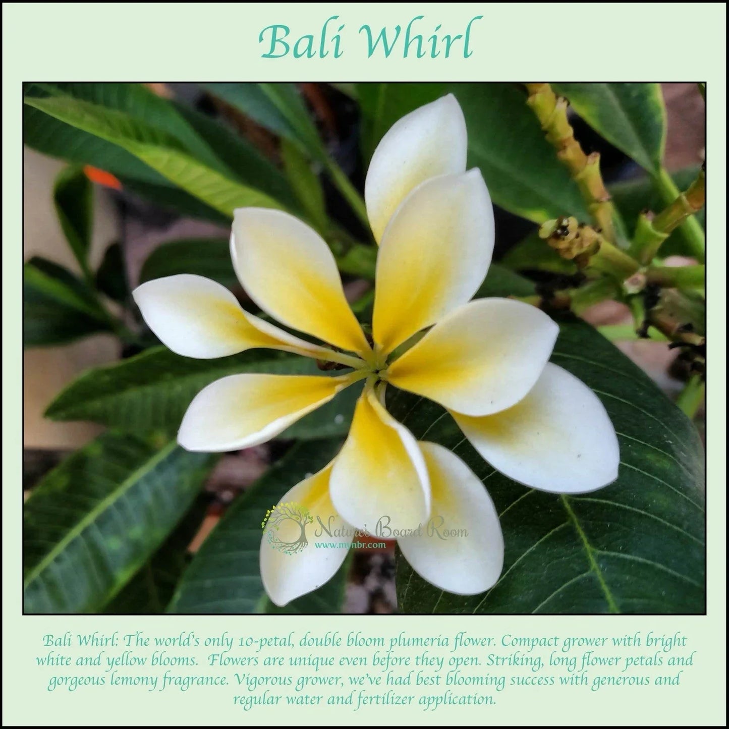 Rooted Bali Whirl 10-Petal Plumeria Plant Cutting - Fragrant White and Yellow Flowers