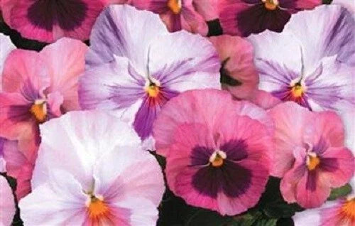 Pansy Seeds 50 Pack Delta Premium Pink Shades Viola tricolor Garden Flower Bed Container Planting