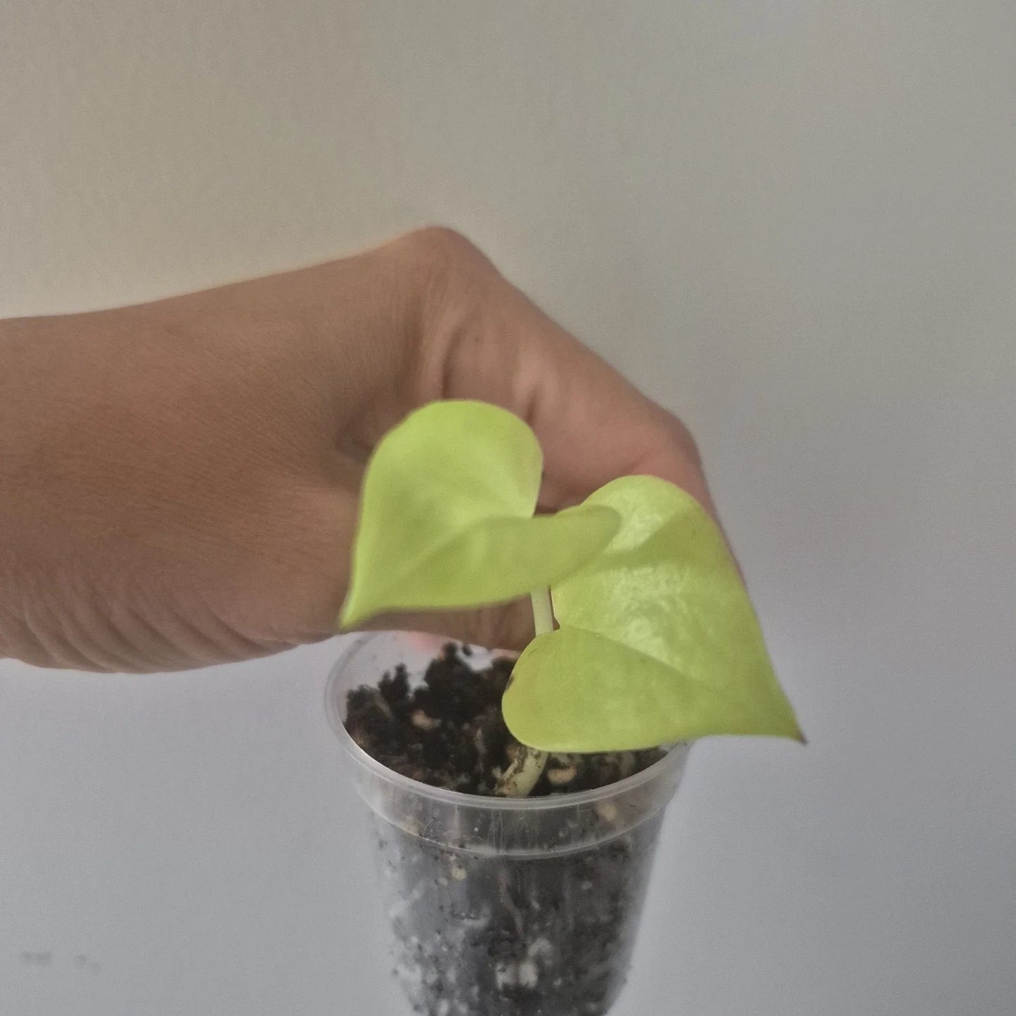 Neon Pothos Starter Plant in 2-Inch Pot | Epipremnum aureum | Vibrant Green Indoor Houseplant