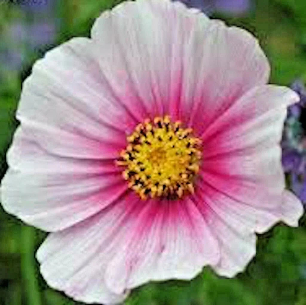 Cosmos Daydream Seeds - 300+ Pack Wildflower for Pollinators, Drought & Heat Tolerance, Easy to Grow, Cosmos bipinnatus