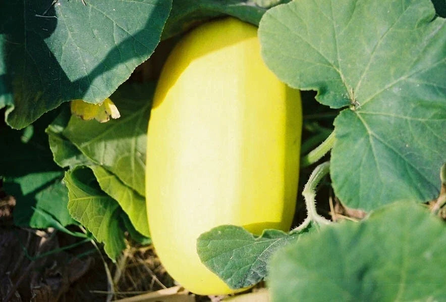 Organic Spaghetti Squash Seeds - 10 Pack, Cucurbita pepo, Non-GMO, Heirloom, Full Sun, Vegetable Gardening Seeds