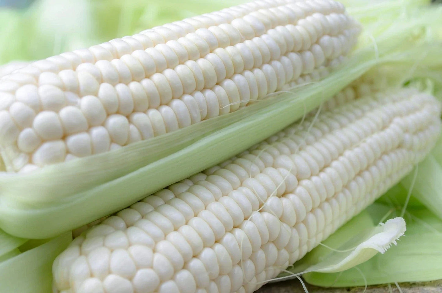 White Corn Seeds for Planting - 50+ Zea mays High Yield Sweet Corn for Garden or Farm