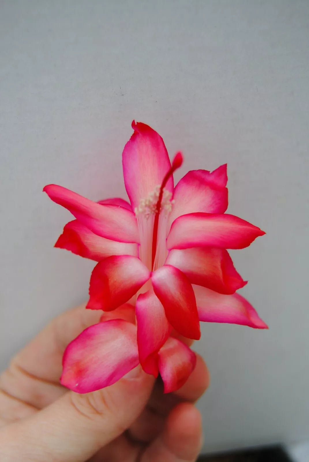 Christmas Cactus Starter Plant - Schlumbergera Truncata - Well-Rooted, Easy Care Indoor Plant for Festive Decor