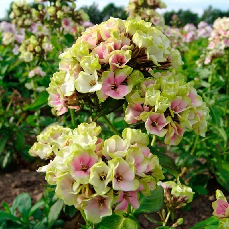 Cream De la Cream Phlox Seeds | Perennial Flower Seeds for Butterfly Gardens | Phlox paniculata