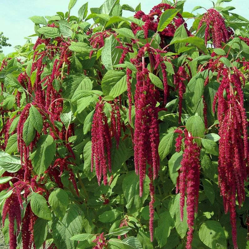 Amaranth Love Lies Bleeding Seeds 1000+ Non-GMO Annual Cut Flower USA