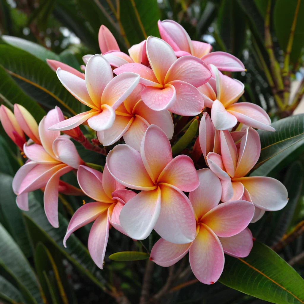 Pale Pink Plumeria Seeds - 5 Hawaiian Perennial Flower Seeds