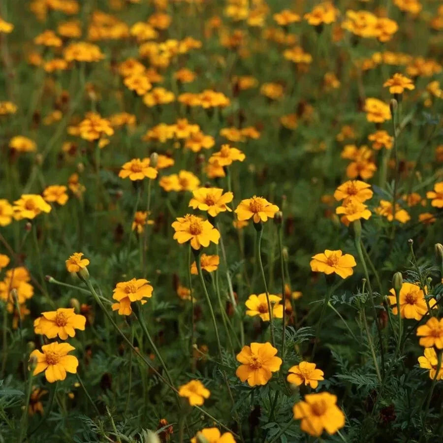 Golden Guardian Marigold Seeds - 25+ Pack for Garden Planting, Tagetes erecta, Vibrant Golden-Yellow Blooms, Easy to Grow, Non-GMO, USA