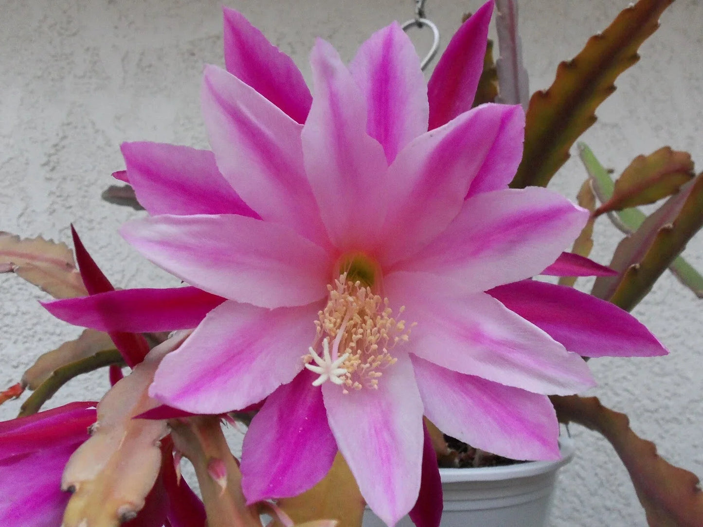 Epiphyllum 'Climax' Starter Pot – Fully Rooted Tropical Cactus Plant with Vibrant Flowers – Epiphyllum hybrid Houseplant