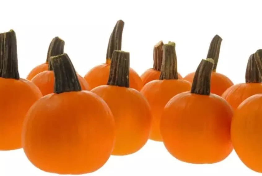 Half Pint Pumpkin Seeds for Planting - Decorative Mini Pumpkins, Cucurbita pepo, 10 Seeds