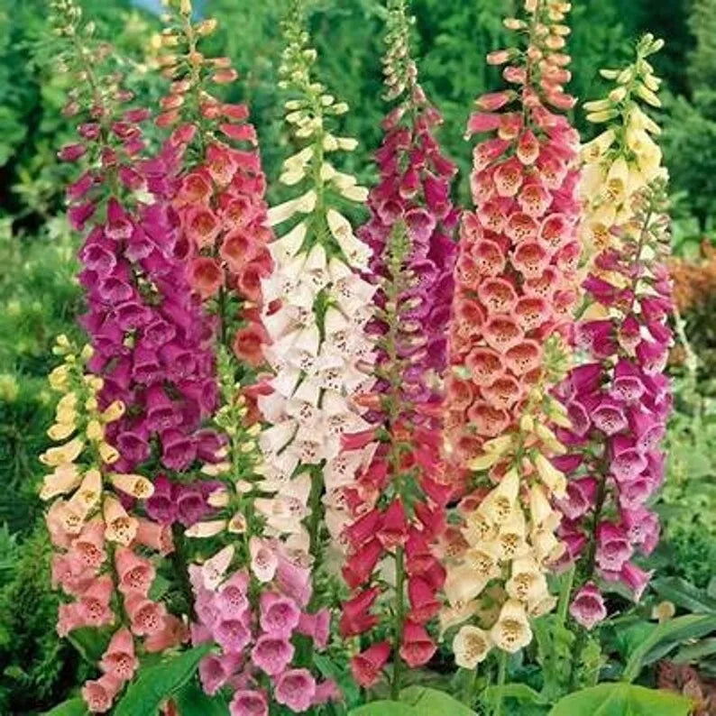 Organic Foxglove Seeds Packet – Digitalis purpurea – Vibrant Pink, Purple & White Flowers – Perennial Garden Seeds, 500 Seeds