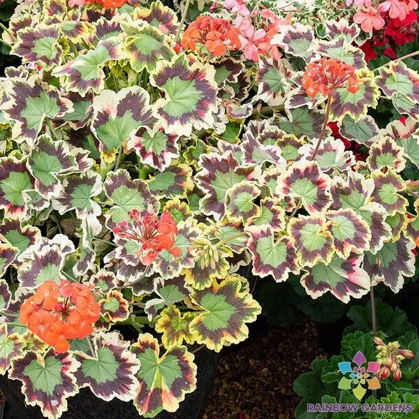 Mrs. Pollock Geranium Seeds - Pelargonium x hortorum - Vibrant Color Varieties for Garden, Containers & Hanging Baskets