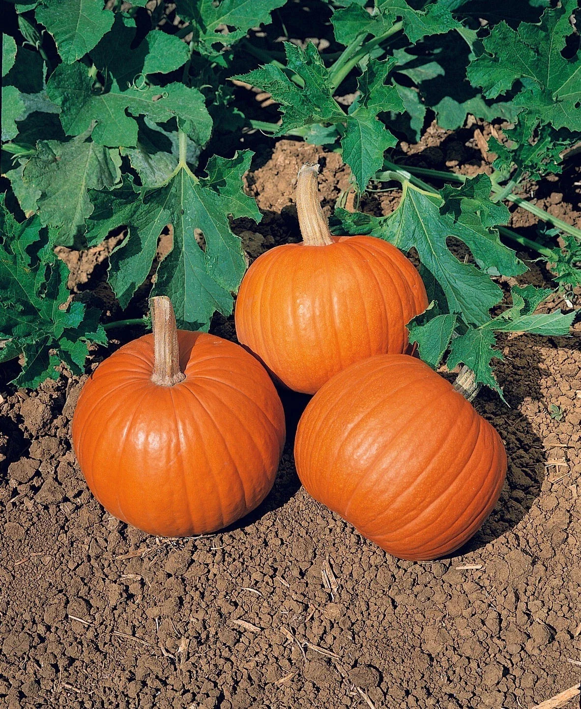 Small Sugar Pumpkin Seeds, 20 Heirloom Non-GMO Cucurbita pepo for Home Garden, Compact Bush-Type Vines