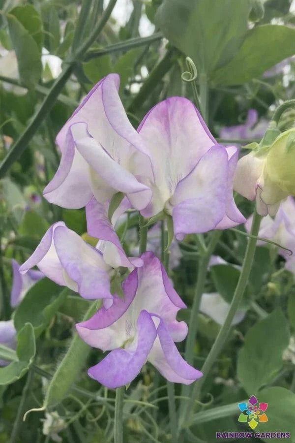 Butterfly Sweet Pea Seeds - 50+ Pack Lathyrus latifolius for Garden Planting USA
