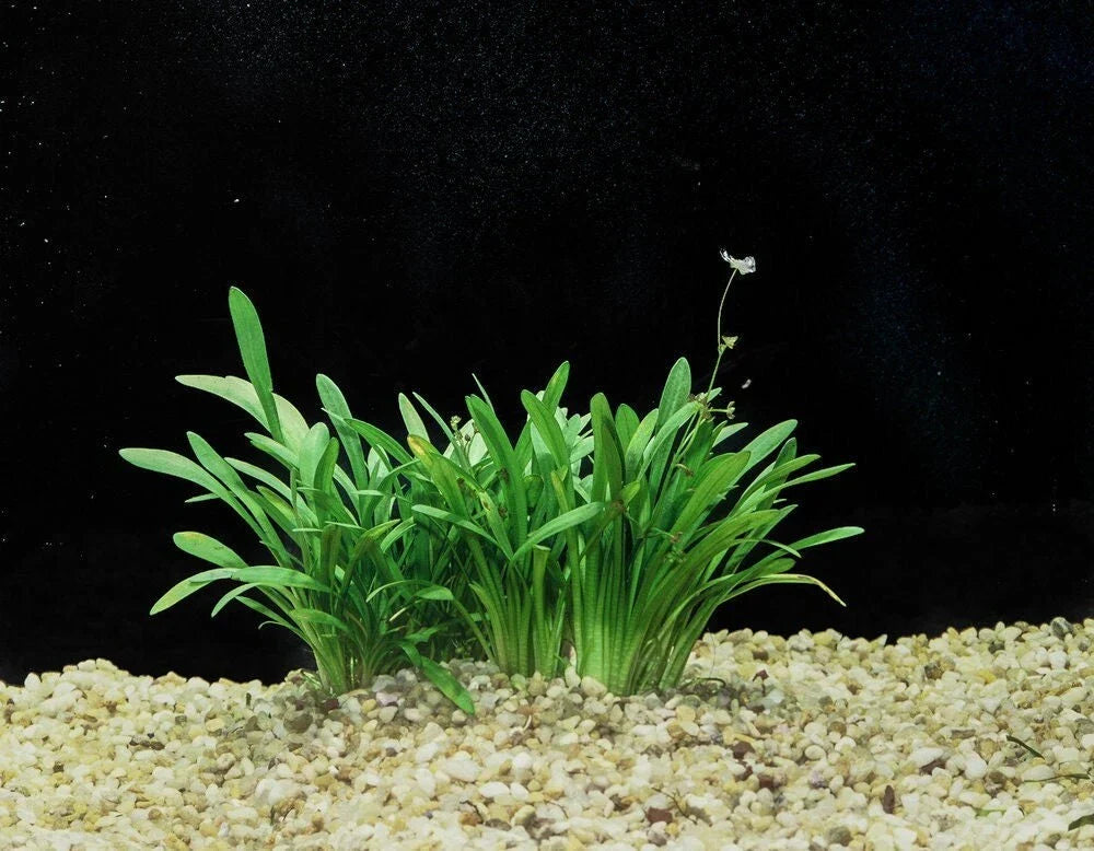 Dwarf Sagittaria Plant - Live Aquatic Narrow-Leaved Arrowhead for Aquariums
