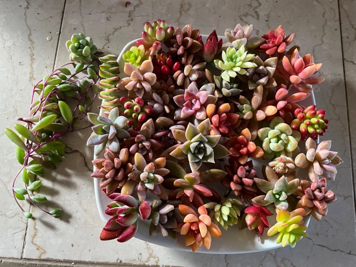 Succulent Cuttings - 40 Colorful Varieties for DIY Projects & Indoor Gardening - Various Species