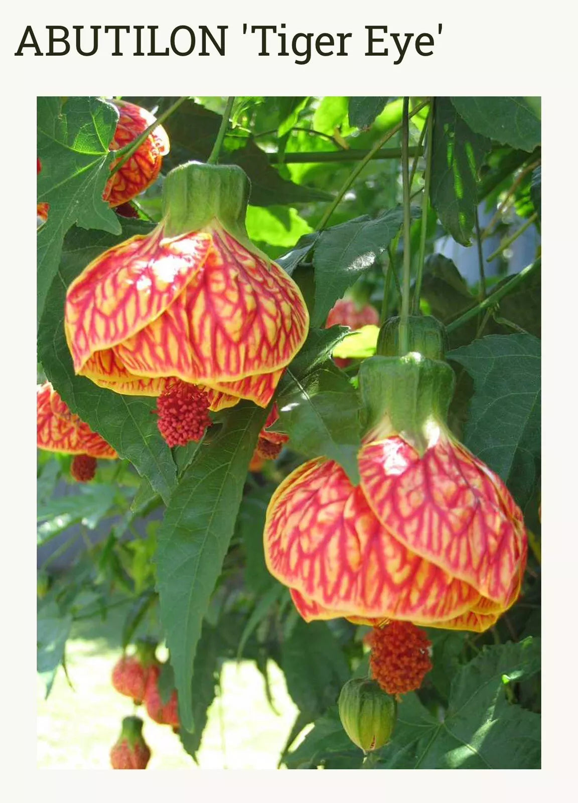 Tiger Eye Abutilon Flowering Maple Small Rooted Starter Plant, Abutilon hybridum, Bright Yellow & Orange Blooms