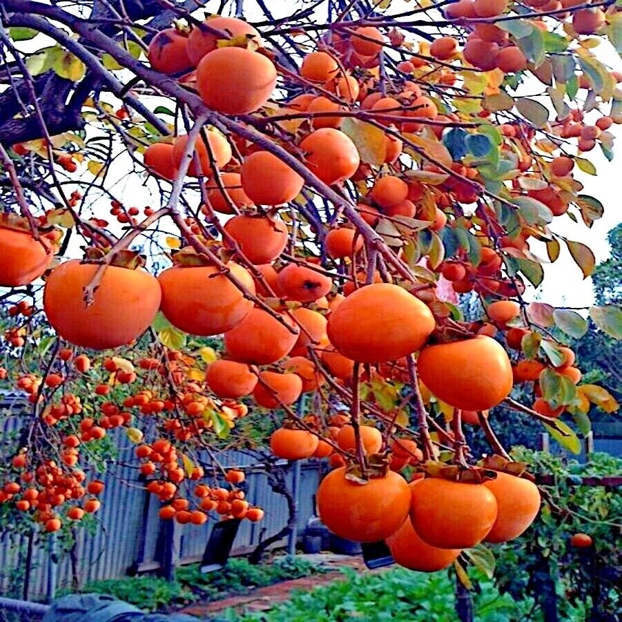 Persimmon Tree Seeds - Sugar Plum Variety, Diospyros Virginiana, Cold Hardy Zones 4-9, Fruit Plant Seeds for Home Garden