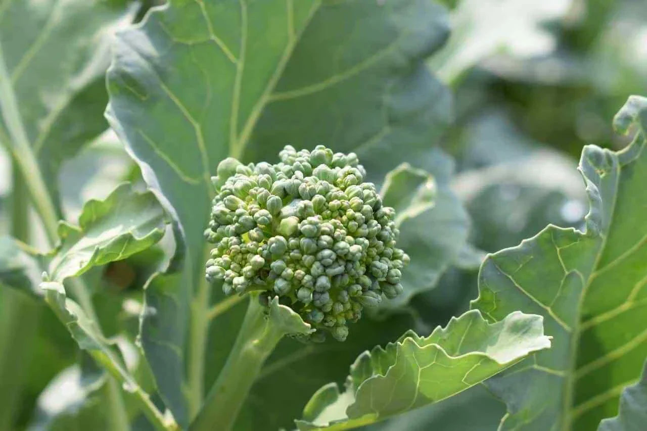 Broccoli Raab Seeds - Early Spring Rapini Non-GMO | Brassica rapa var. ruvo